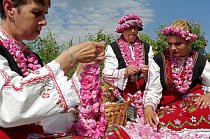 Bulharsko: Ženy v tradičních bulharských krojích zhotovují girlandy v růžových polích poblíž Buzovgradu před slavností pořádanou pro návštěvníky této oblasti.
