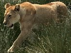 Války koček: lev versus gepard