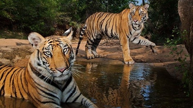 Exkluzivně pro National Geographic: Pláč pro tygra