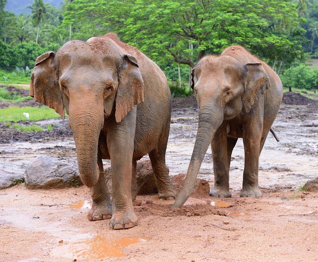 V národních parcích můžete narazit na divoké slony.