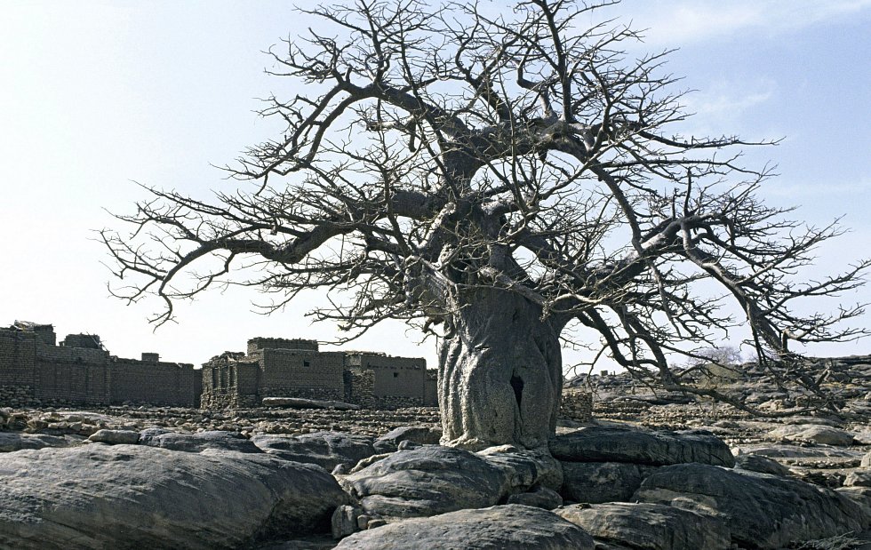 Baobab