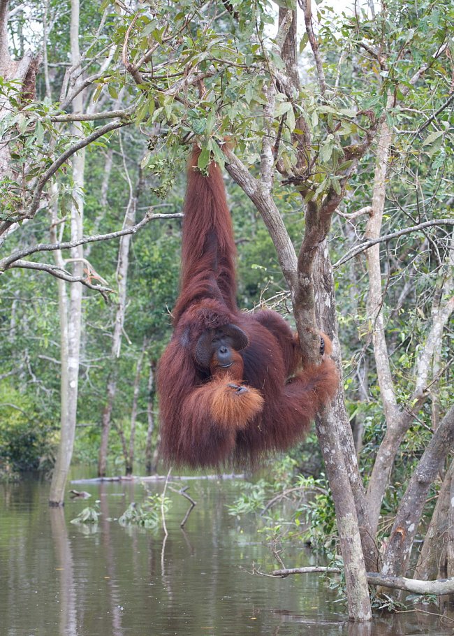 Divákům bude také představen nejchlupatější orangutan z rezervace - mohutný samec Hercules, jenž zamíří na svoji každoroční dovolenou na říční ostrov. 