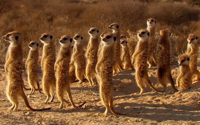 Podvedené surikaty