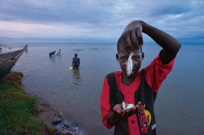 Zdroje této oblasti odčerpává stále víc hladových lidí. Na ugandské straně Albertova jezera stoupl od 60. let 20. století počet rybářských lodí ze 760 na 6000. Velké ryby už v jezeře téměř vyhynuly…FO