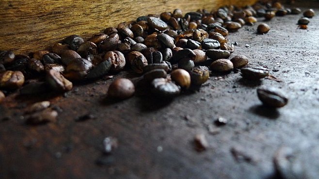 Nejdražší káva světa pochází z výkalů šelmy podobné kryse. Za hrníček dáte tisícovku