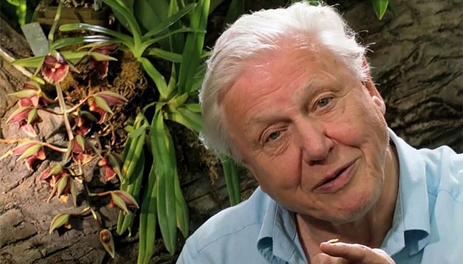 Výprava do království rostlin se Sirem Attenboroughem