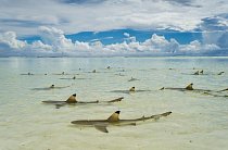 Aldabra, Seychelly: Žralok černoploutvý