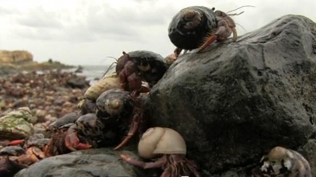 VIDEO: Miliony a miliony krabů zaplavily Panenské ostrovy