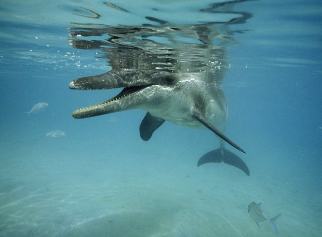 Delfín zkoumá hladinu a hledá potravu. 