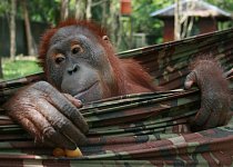 V prvním díle seriálu budou diváci svědky vypuštění několika zachráněných orangutanů zpět do přírody po zotavování v „Orang Jungle“, které bylo dočasným domovem pro více než 600 orangutanů. 