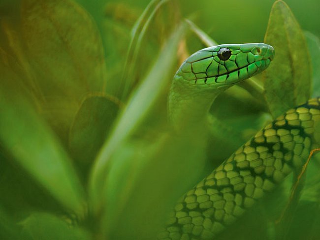 Jed hadů, jako je tato mamba Jamesonova (snímek byl pořízen v Kamerunu), by brzy mohl léčit srdeční choroby.