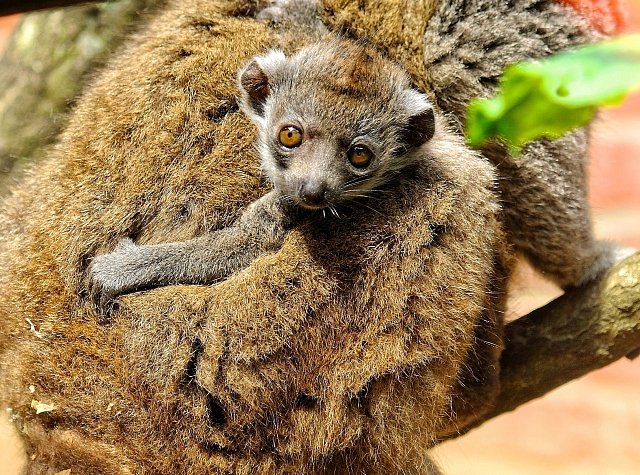 Lemur mongoz (Eulemur mongoz)