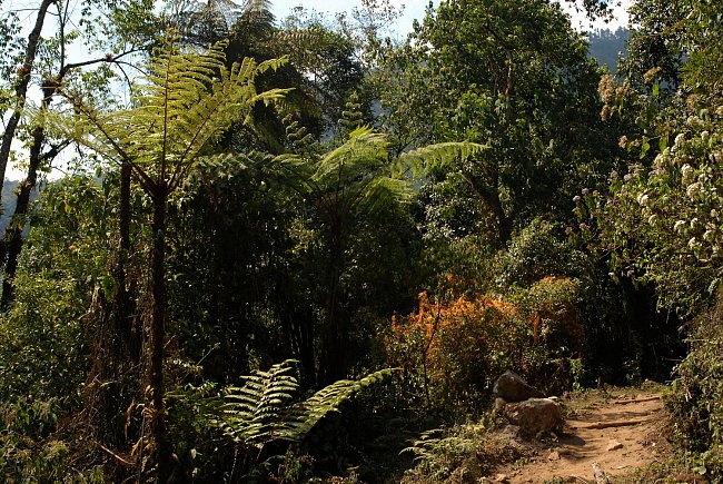 Stromové kapradiny na mexicko-guatemalské hranici