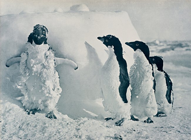 Tučňáci kroužkoví sloužili během expedice lidem i psům jako zdroj potravy. Někdy byli i zdrojem pochybné zábavy: muži se snažili nepozorovaně přikrást k tučňákům stojícím na útesu a shodit je do vody.