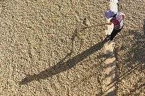 Farmář přehrabuje arašídy neboli semena podzemnice olejné. A není sám. Od roku 2006 je Čína největším světovým proudcentem.