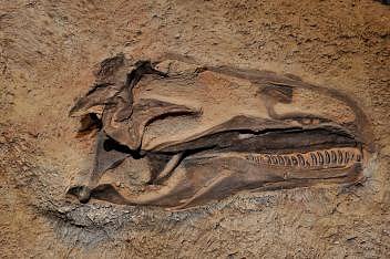 Lebka masožravého dinosaura Allosaurus fragilis z období pozdní křídy zůstala uložená v kameni a je vystavená v sále Quarry Exhibit Hall v areálu národní památky Dinosaur National Monument v Jensenu ve státu Utah.