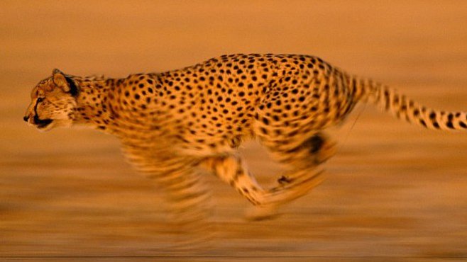 Gepard: z nuly na sto za čtyři sekundy