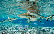 Žraloci černoploutví, kranasi modroploutví a chňapalové bohar (v popředí) v neustálé honbě potravou proplouvají mělkou průrvou do laguny atolu Millennium. Nejzdravější korálové ostrovy na světě takové
