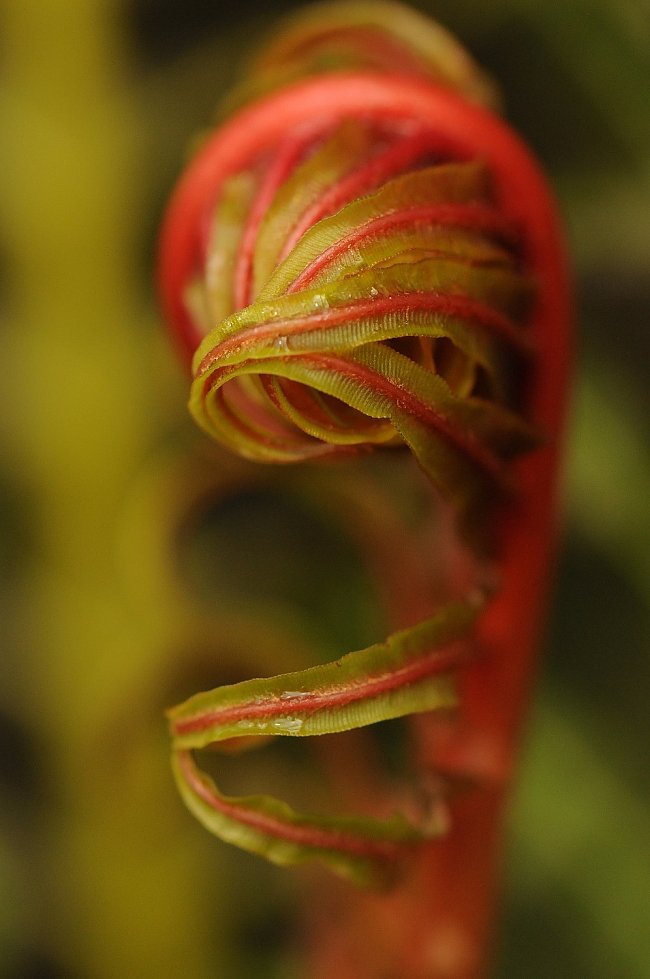 Žebrovice brazilská (Blechnum brasiliense)