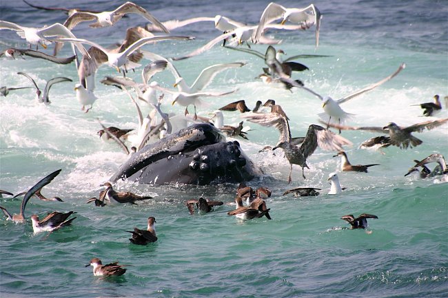 Keporkakové jsou známí svými dlouhými písněmi, kvůli kterým dostali přezdívku zpívající velryby.
