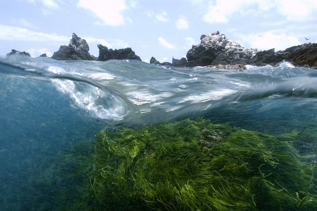 Fotografie zachycuje skály porostlé mořskými řasami (Caulerpa racemosa), St. Peter a St. Paul's rocks, Brazílie.