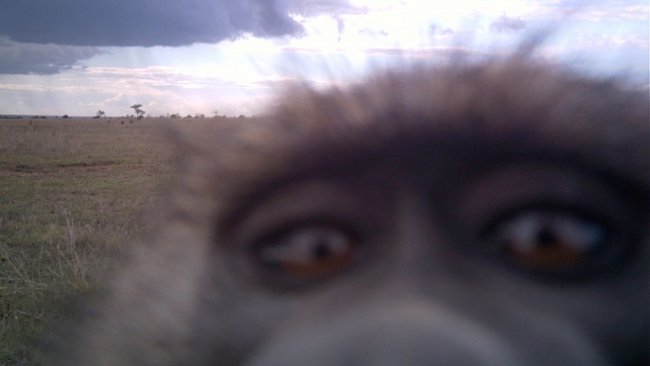 OBRAZEM: Divočina v Keni pěkně zblízka. I s otisky zubů na kameře