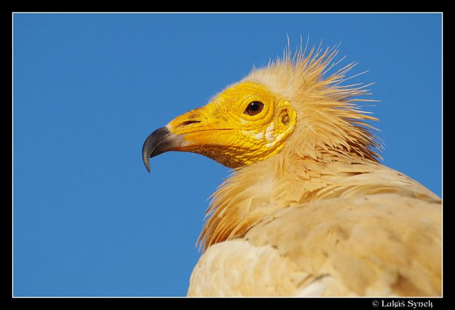 Sup mrchožravý – největší pták Sokotry.