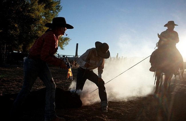 Na ranči v Dixie Valley v Nevadě značkují dobytek. Chov dobytka je hlavní hospodářskou činností v okolí Route 50 a kovbojové pracují od svítání do setmění.