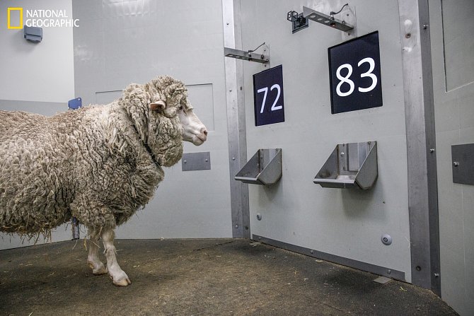 Ovce hloubá nad dvěma číslicemi, aby si vybrala tu, kterou se naučila poznávat.
