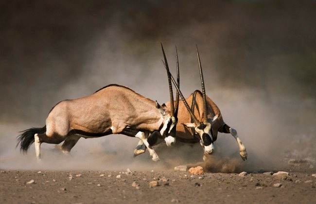 Antilopa oryx (gemsbok) žije v rodinných skupinách, které vede silný samec, následovaný dominantní samicí. Ve stádě panuje přísná hierarchie.