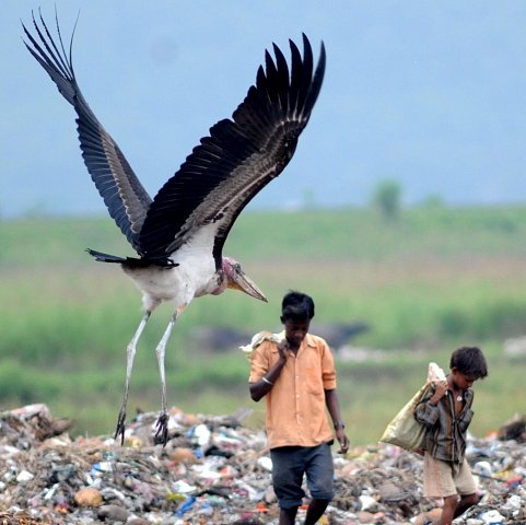 Ve městě Guwahati žije největší populace ptáků marabu na světě. 