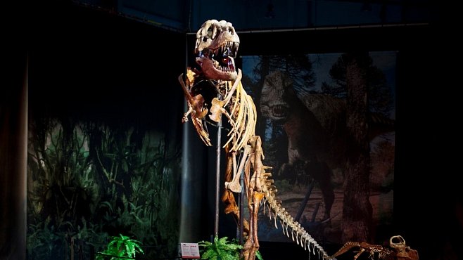 Dinosaurium představí pravé kostry dinosaurů v hodnotě desítek milionů korun