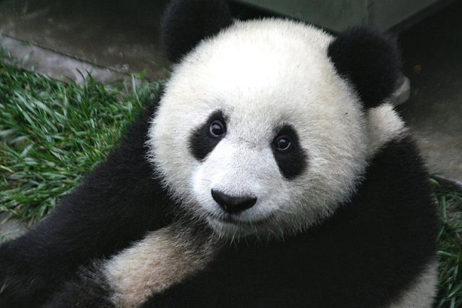 Panda velká je symbolem ohrožených zvířat a zároveň jednou z viditelných obětí. Méně charizmatická zvířata veřejnost ani nezná.