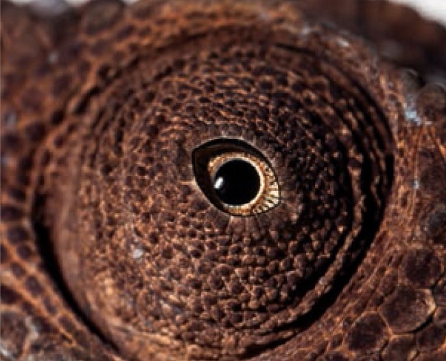 14. Čí jsou to oči? a) kakadu žlutočečelatý b) kapr obecný c) chameleon pardálí