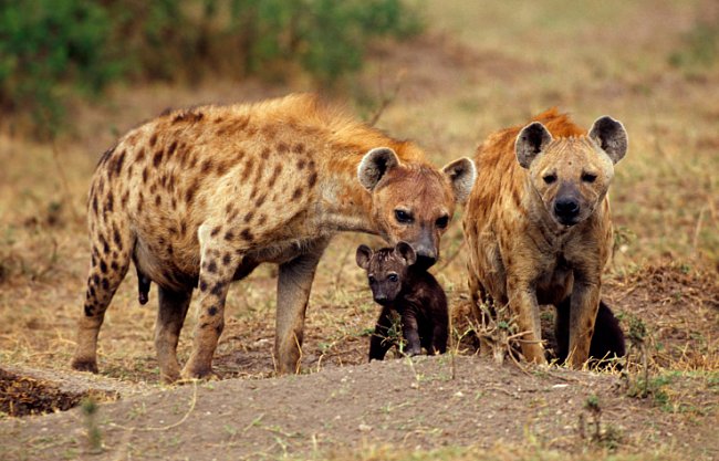 Hyeny skvrnité jsou nejhojnějším druhem.