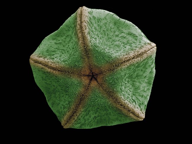 Neuvěřitelné rostliny // Série snímků ze skenovacího elektronového mikroskopu na příkladu semen rostlin ukazuje nevyčerpatelnou rozmanitost mikrosvěta. 