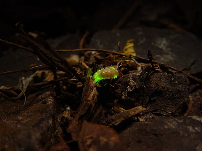 Larva světlušky