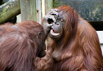 Orangutani žijí víceU orangutanů vzniká úzký vztah jen mezi samicemi a jejich potomky, dospělí samci jsou samotáři.