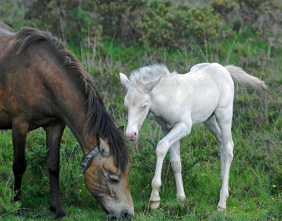 Poníci (New Forest pony)