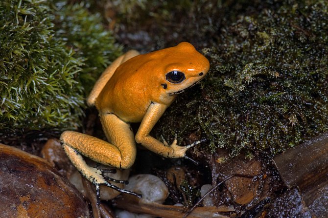 Pralesnička strašná (Phyllobates terribilis Orange) obývá území Kolumbie.