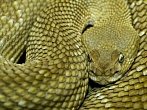 BBC: Mezi největšími hady na světě