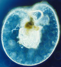Mořský plankton (Noctiluca scintillans)
