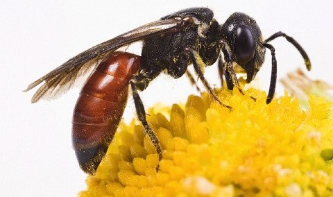 Sací ústrojí včely medonosné je fascinující