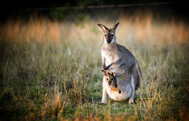 Klokani žijí v Austrálii a Tasmánii, Nové Guineji a na přilehlých ostrovech.