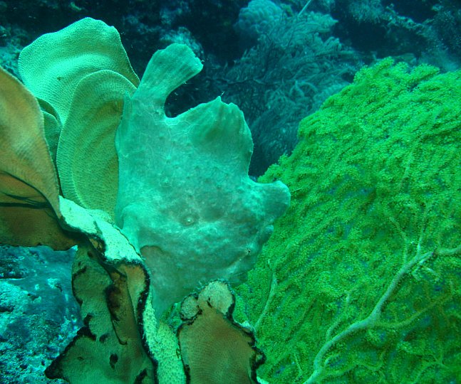 Ryba čeledi Antennariidae má holou kůži bez šupin (často porostlou různými výrůstky). Její tělo se podobá spíš nějaké žábě. Její pestrobarevná kůže jí pomáhá skrýt se na nejrůznějších místech korálový