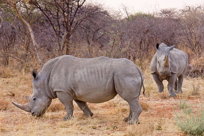 Nosorožci mají velmi citlivý čich a sluch, ale špatně vidí.