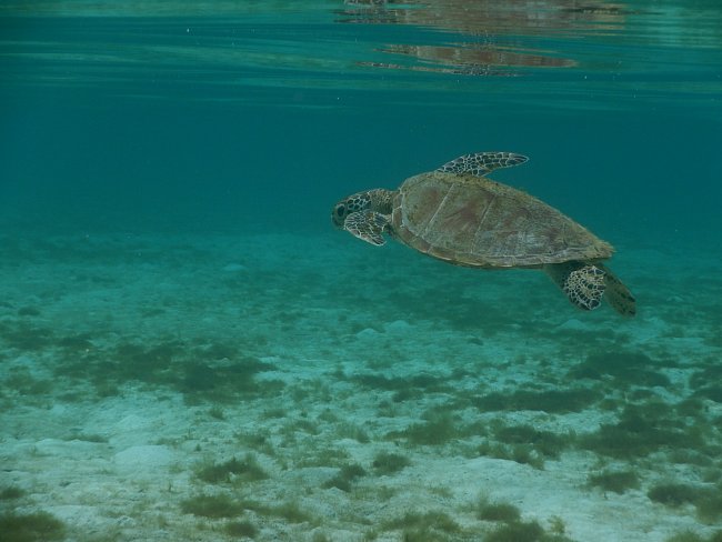 Dospělé mořské želvy opakovaně cestují mezi rozmnožovacím (na potravu vzácným) a potravním habitatem.