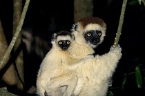 Sifaka malý (Propithecus verreauxi)