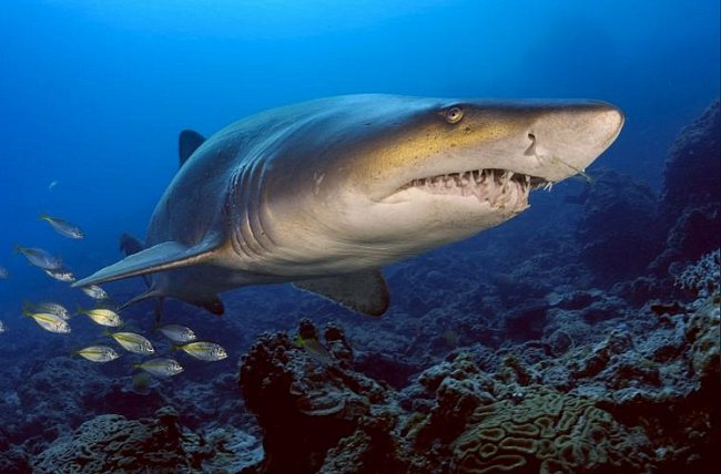 Boninské ostrovy, Japonsko: Žralok písečný