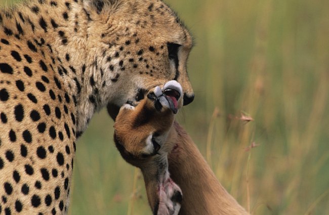 Gepard se svou čerstvě ulovenou kořistí (Keňa). Toto nejrychlejší suchozemské zvíře loví nejčastěji malé kopytníky (gazely  nebo impaly). Když je příležitost, loví i menší savce. 